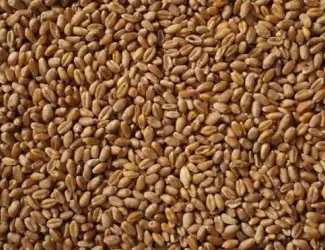 Зображення для оголошення Пшениця продам!Цьогорічна.
