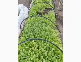 Продам розсаду тютюну