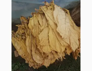 Продам лист тютюну, Хмельницька обл.