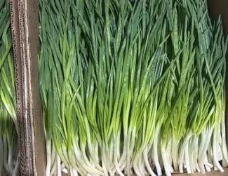 Продам зелену цибулю