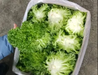Продам домашній салат Фріліс