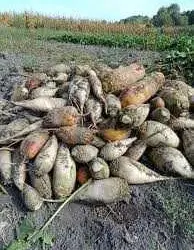Продам дрібну картошку та кормовий буряк