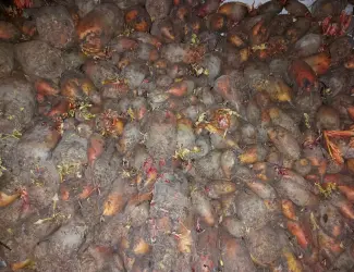 Продам кормовий буряк