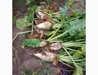 Буряк кормовий домашній
