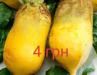Продам кормовий буряк ,моркву,картоплю та часник