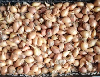 Цибуля кущовка на посадку