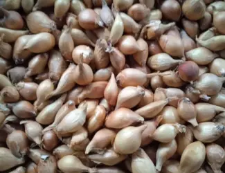 Цибуля кущівка,тиканка,шалот