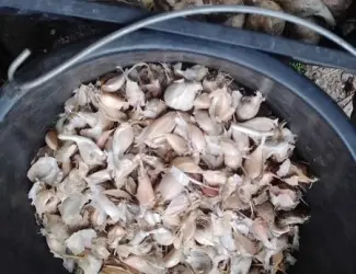 Продам чеснок на посадку