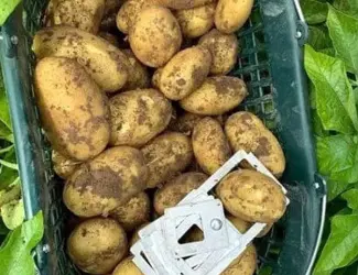 Картопля на посадку Корінна, кг