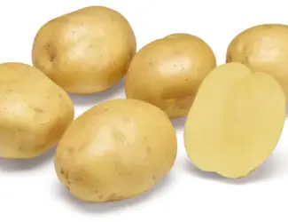 Картопля на посадку Твістер 2,5 кг ,1 репродукція