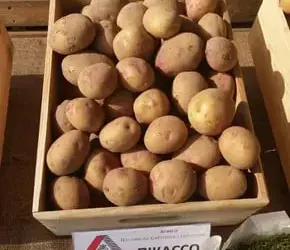 Насіннєва картопля Пікассо 2,5 кг (1 репродукція)