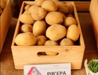 Насіннєва картопля Рив'єра (ультрарання)