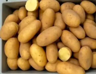 Насіннєва картопля Гранада (середньостиглий)