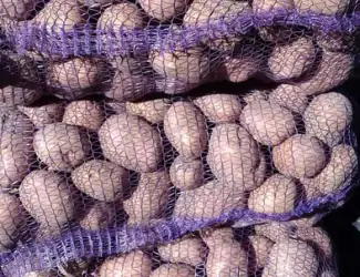 Продам картоплю на посадку Белла роса та санте