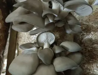Продам свежие грибы вешенки