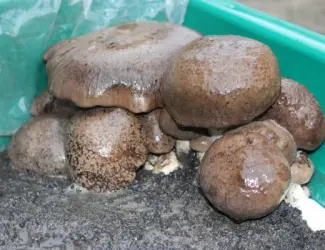 Блоки грибов Королевская вешенка