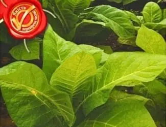 Зображення для оголошення Насіння махорки 0,1 г Агровест