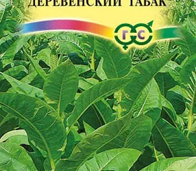 Насіння тютюну курильного Махорка Сільський