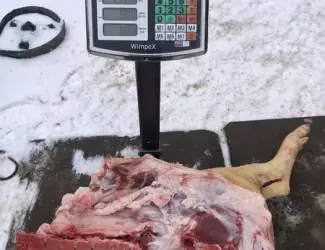 Зображення для оголошення М‘ясо свинина