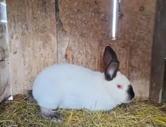 Зображення для оголошення Продам кролі, вакциновані.