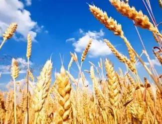 Зображення для оголошення Продам пшеницу, зерноотход, просо в мешках.