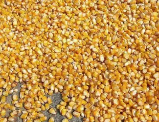 Зображення для оголошення Продам кукурудзу кормову