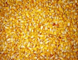 Зображення для оголошення Продам кукурудзу кормову