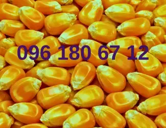 Зображення для оголошення Кукурудза кормова врожай 2025