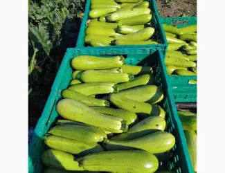 Продаю кабачок
