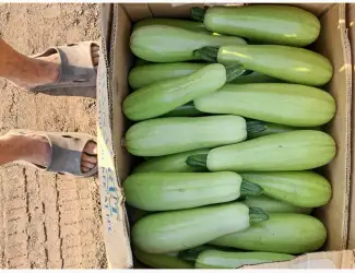 Зображення для оголошення Продам кабачок є обєм