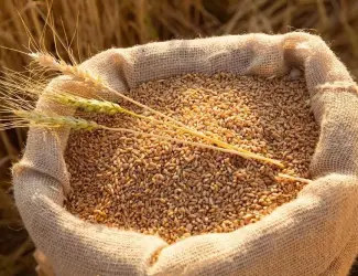 Зображення для оголошення Продаж зернових: ячмінь, пшениця, овес кормовий