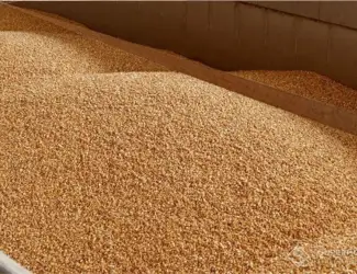Зображення для оголошення Продам Овес кормовой з доставкою