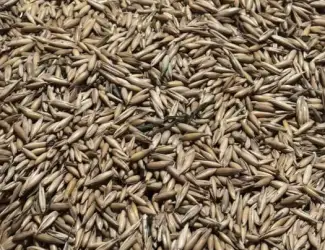 Зображення для оголошення Продам овес на корми