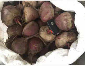 Зображення для оголошення СРОЧНО продам свеклу Детроит и другие сорта оптом с 10 тонн