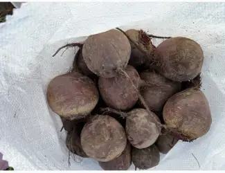 Продам буряк