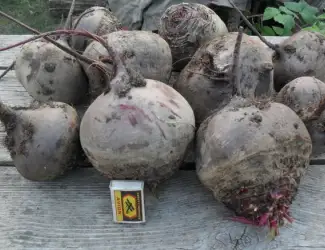 Оптом продам буряк 2 сорт