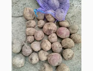 Продамо буряк н/с та дрібний