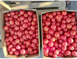 Зображення для оголошення Продам помідори сорт Асвон