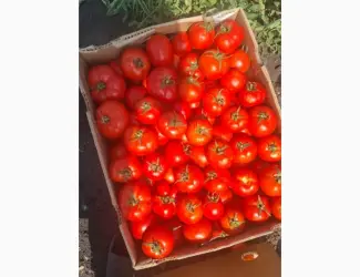 Продам помидор оптом