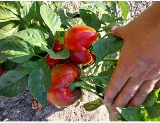 Зображення для оголошення Продам перець кубовидний
