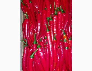 Зображення для оголошення Продам перець Чілі