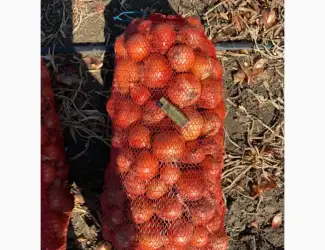 Продам цибулю
