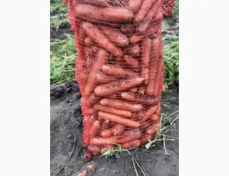 Куплю МОРКВУ оптом від 20 тонн Київська область та вся Україна дорого