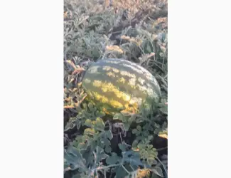 Продам кавун