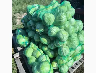 Продам капусту центурион агресор