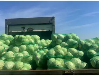 Продам капусту сорт Агрессор