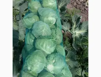Зображення для оголошення Срочно продам капусту от производителей и постащиков с 5 тонн