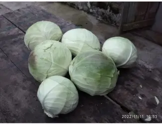Продам капусту Агресор