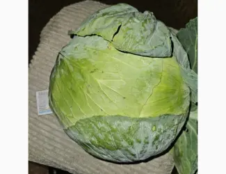 Продам капусту Центуріон