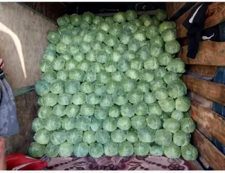Зображення для оголошення Продам капусту